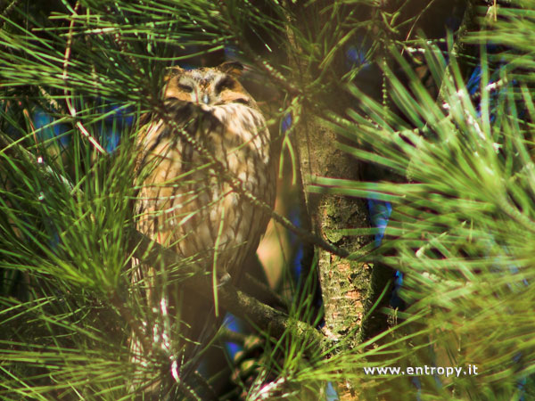 Roost gufi in pericolo ad Ostellato (Fe)